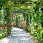 park, nature, flowers, path